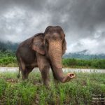 How I Became an Elephant