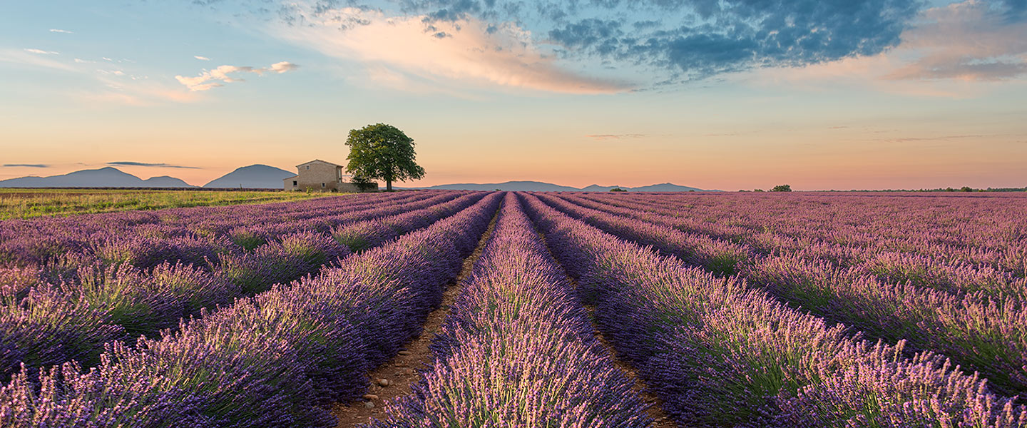 Colors of Valensole || France